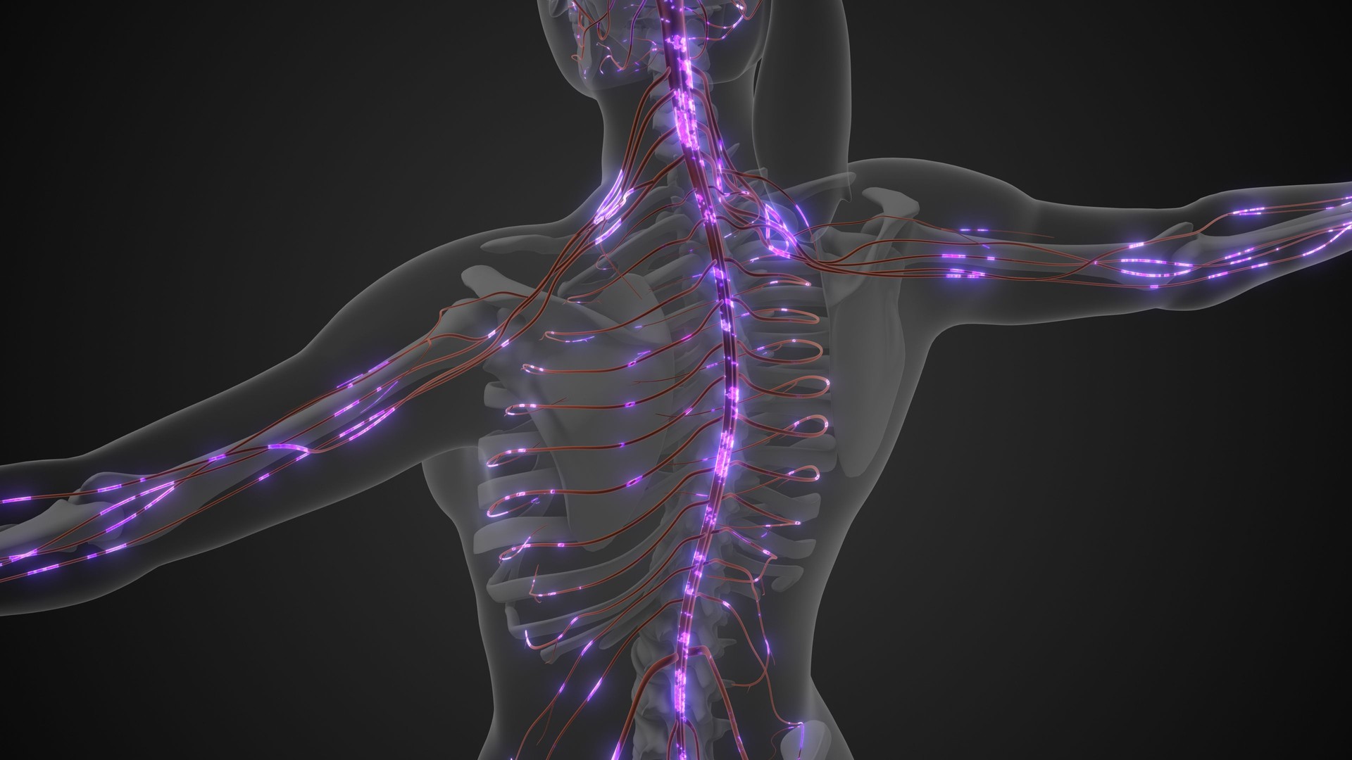 Nerve Signals Transmitted Between Body and Brain