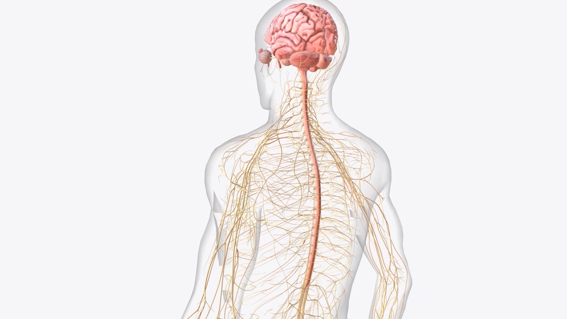 Brain spinal cord and nerves