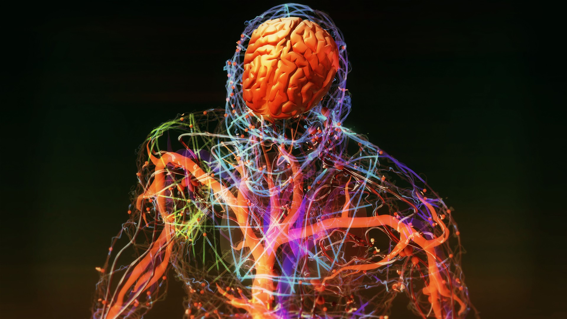Human brain nervous system