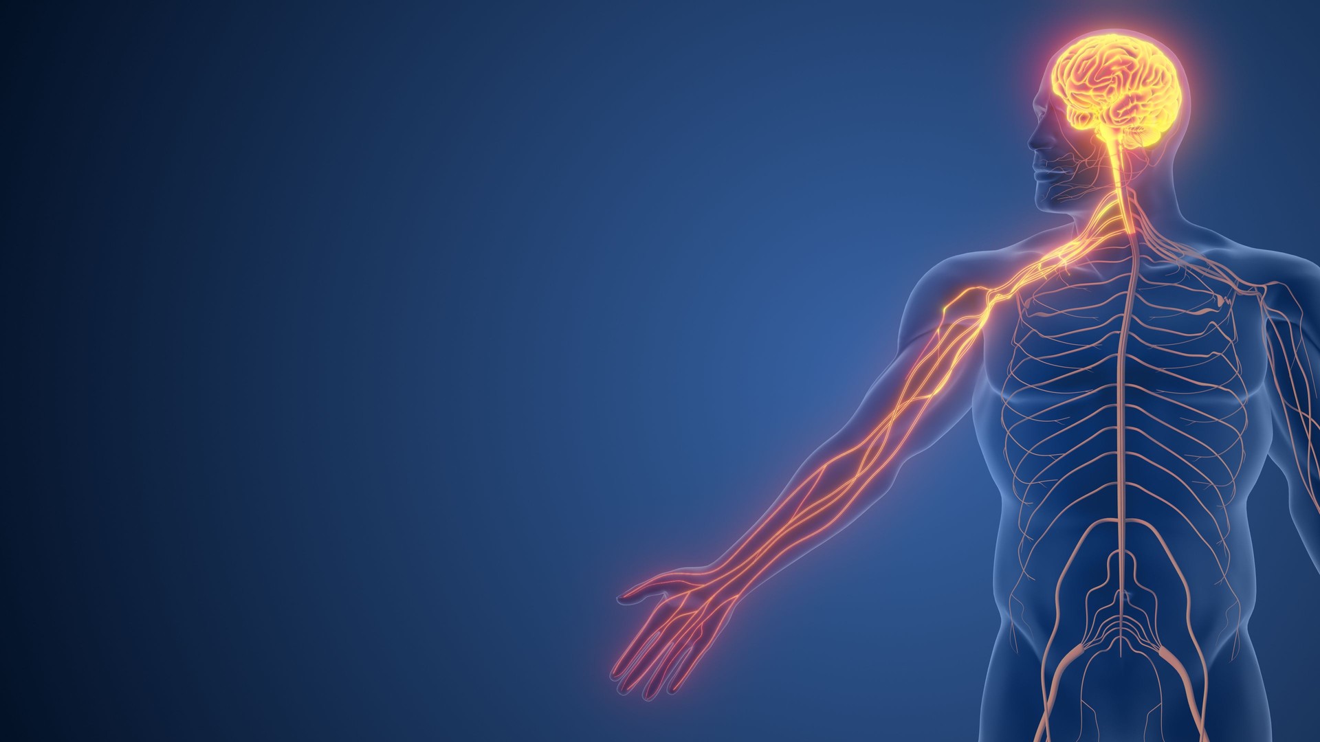 Hand Functions Governed by Somatic Nervous System