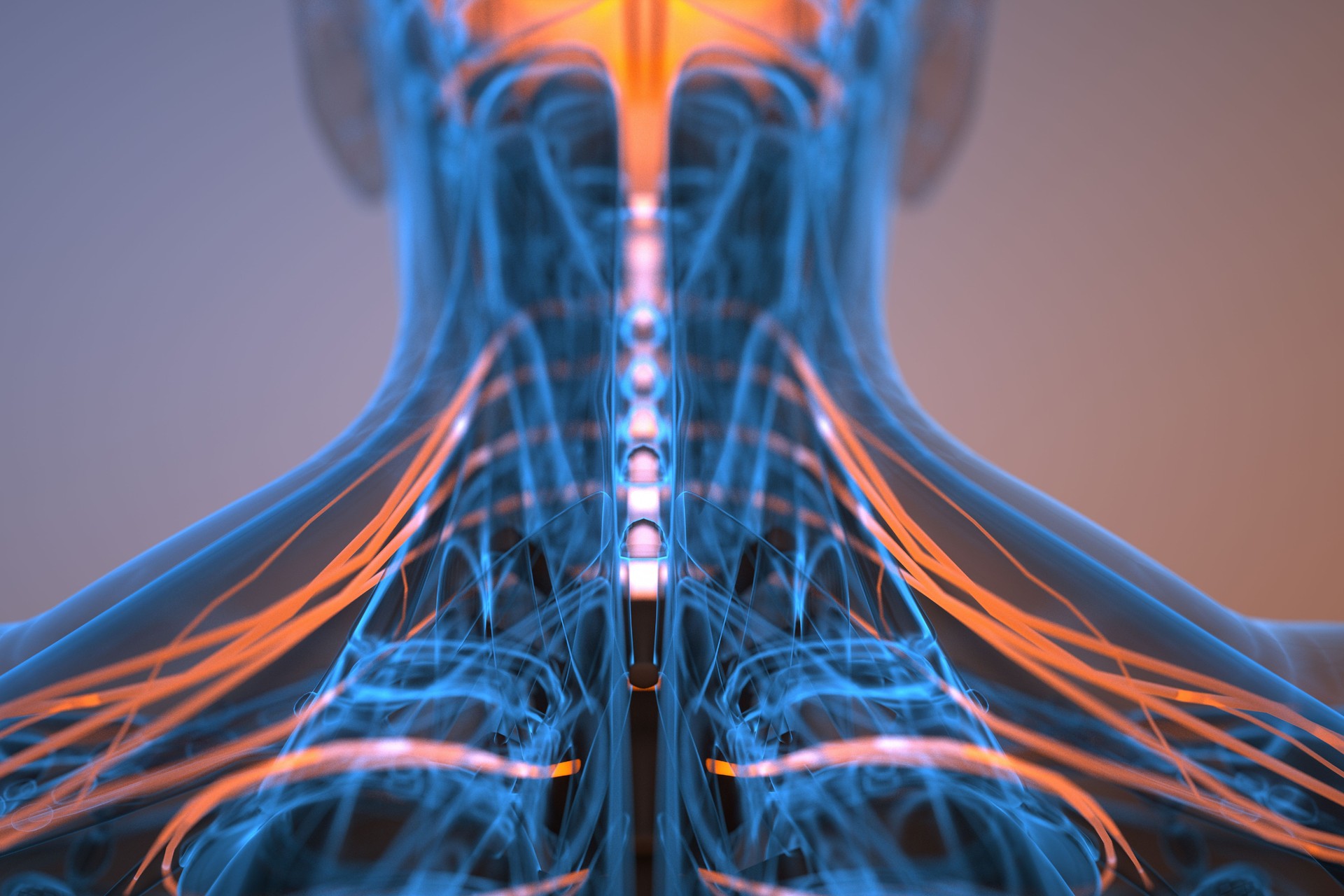 Human nervous system illustration