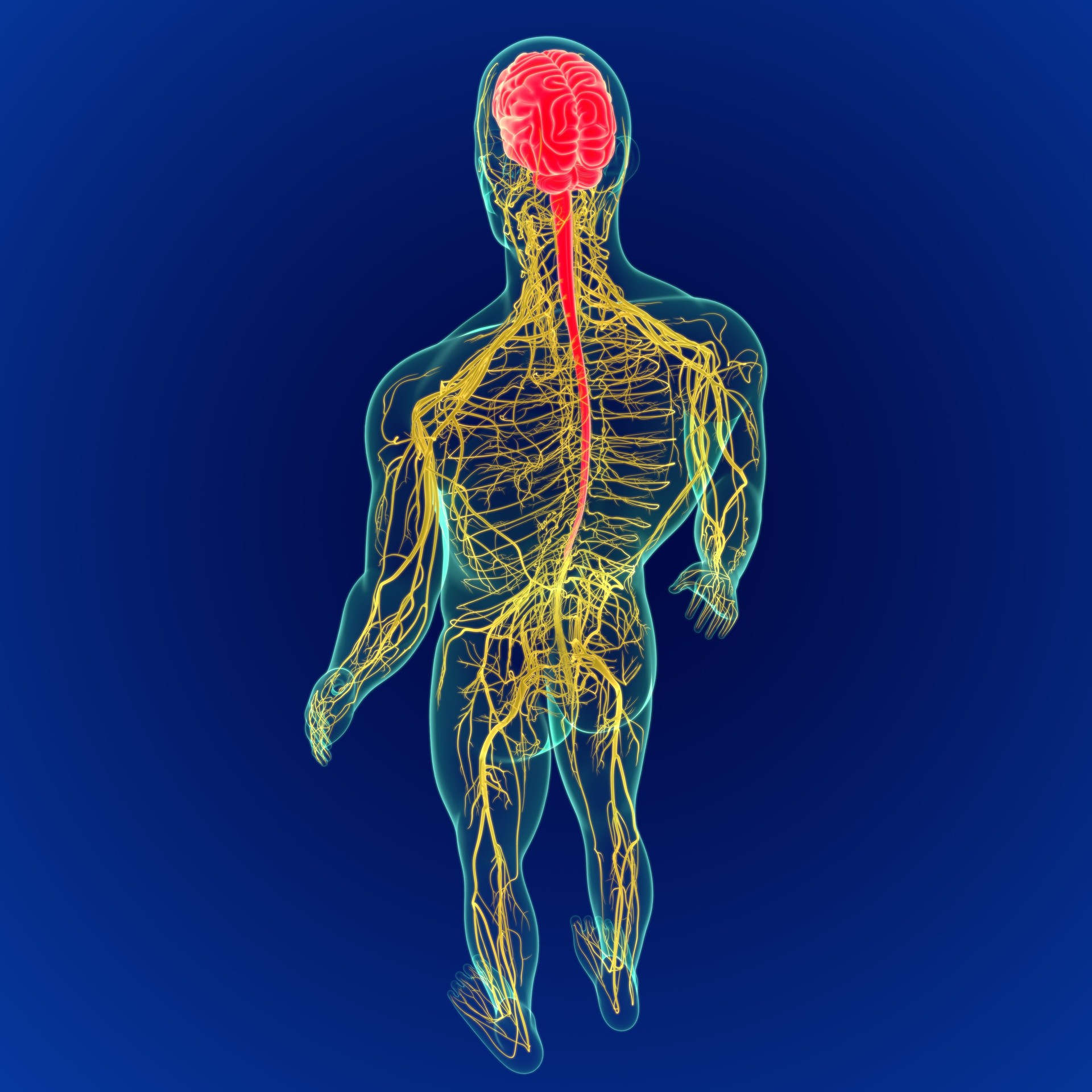 3D Illustration Human Brain with Nerves System Anatomy 3D